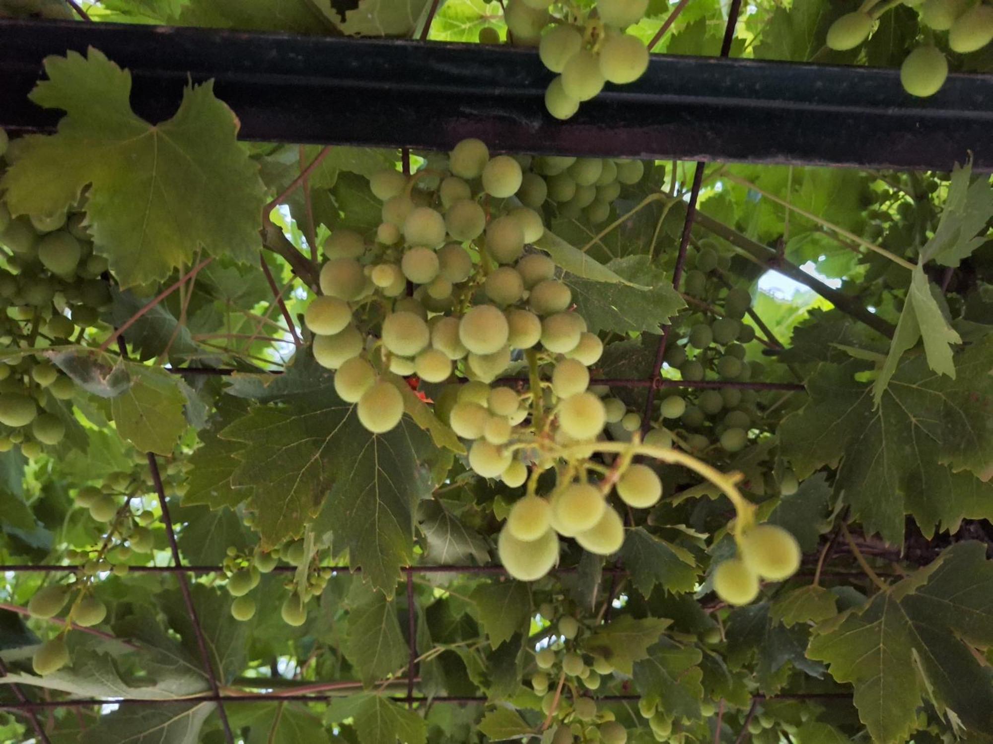 Sarakinádhon Casa Dei Fiori 빌라 외부 사진